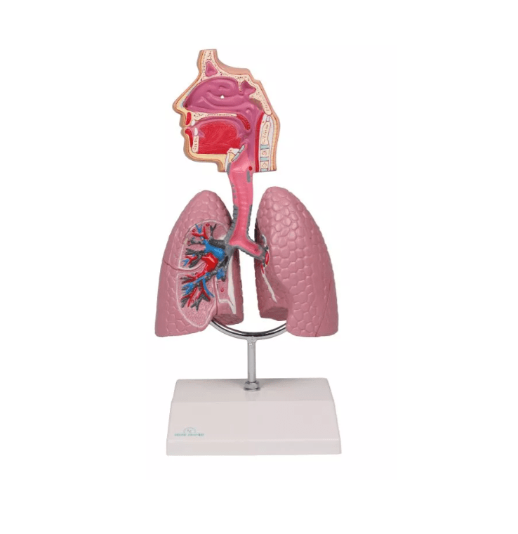 Atemwegsmodell - Erler - Zimmer